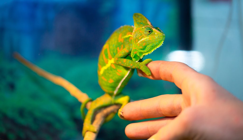 Beautiful Chameleon closeup isolated on white background. Multicolor beautiful reptile chameleon with colorful bright skin. The concept of disguise and bright skins. Exotic tropical animal. Un camaleonte in primo piano isolato su sfondo sfocato si tiene con le zampe posteriori su un ramo mentre con le zampe anteriori si appoggia ad una mano.