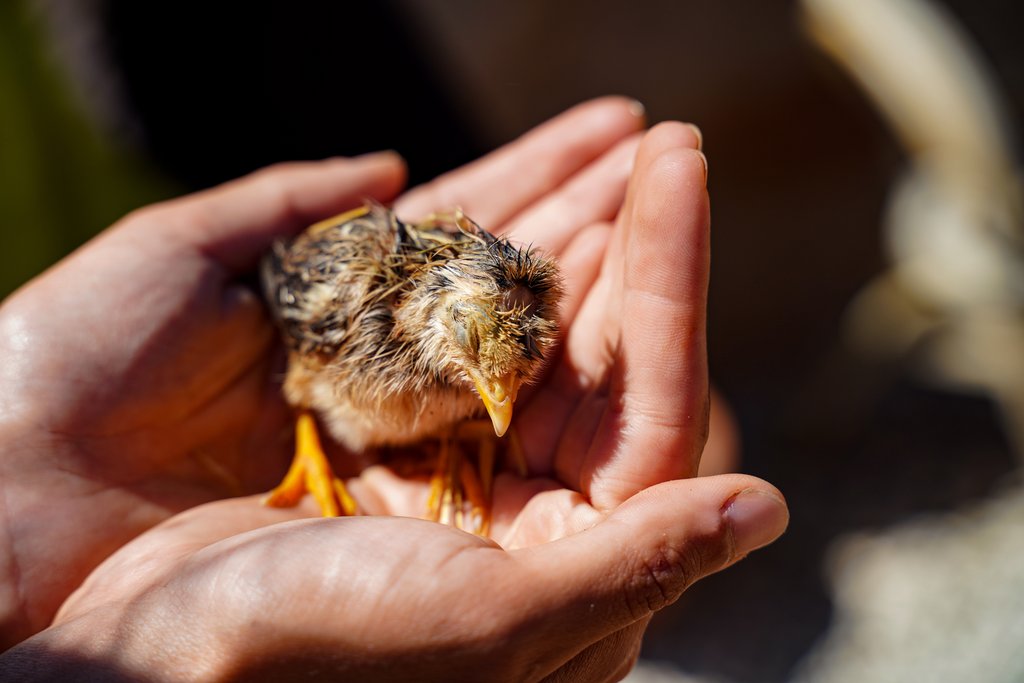 Photo of a little bird chick in a human hands. In primo piano un pulcino viene tenuto tra due mani in segno di protezione