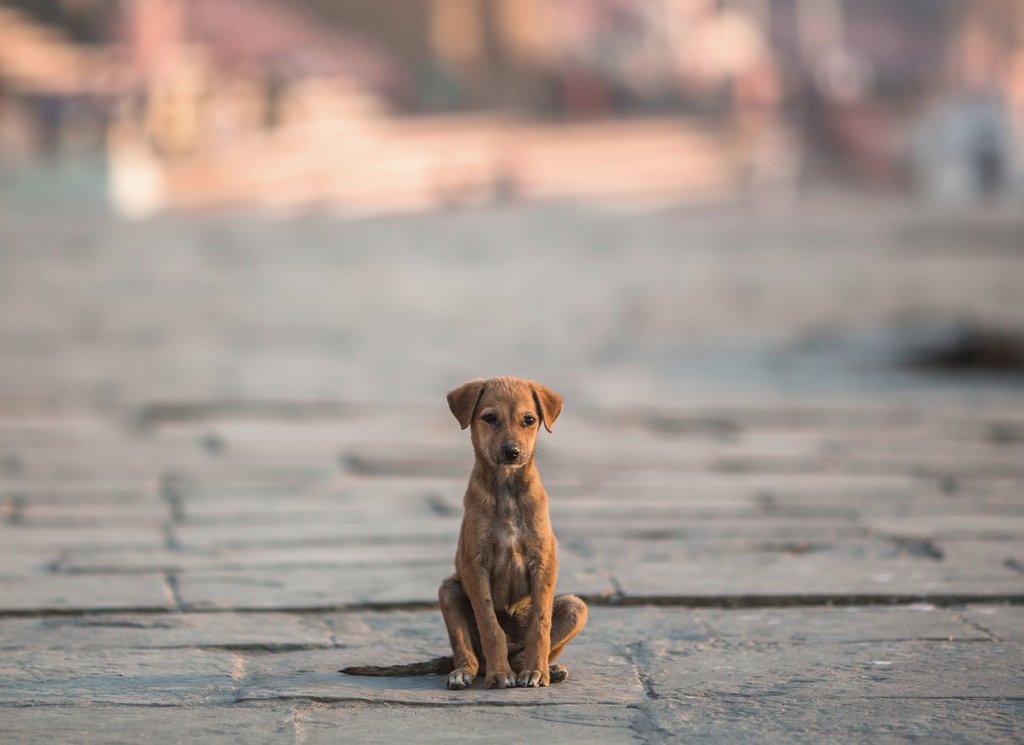 cane-animali-in-difficolta-vetcenter-parma Un cucciolo di cane seduto su una strada fi mattoni con lo sfondo sfocato ricorda l'importanza di non abbandonare gli animali per strada