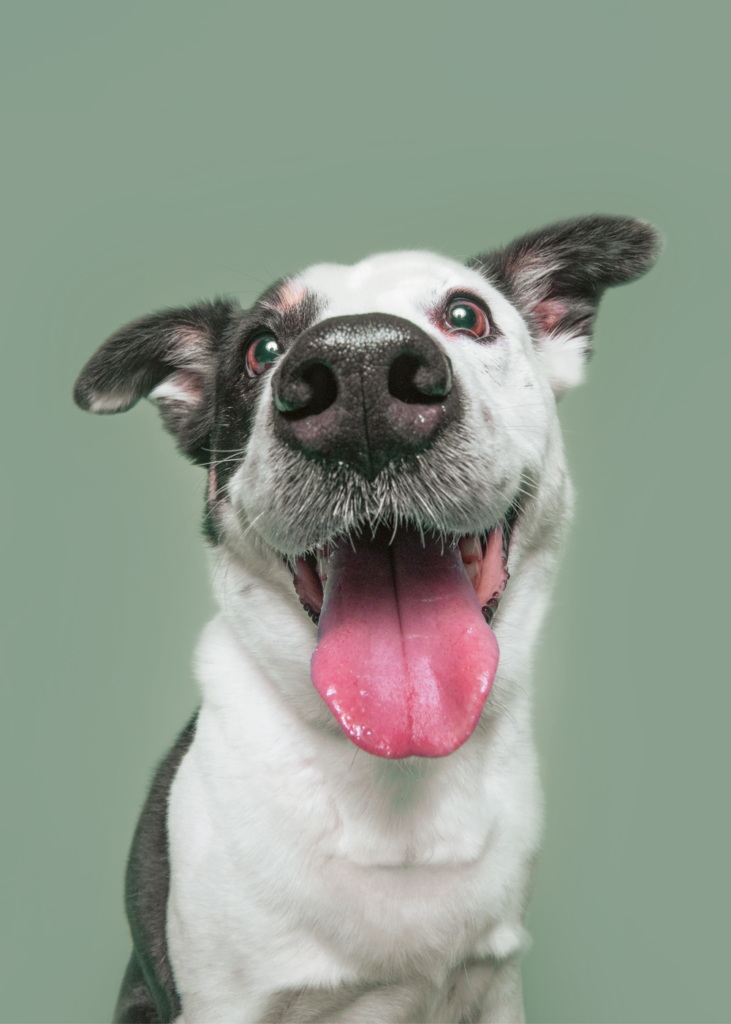 Cane bianco e nero sorridente su sfondo verde presso l'ospedale veterinario a Parma.