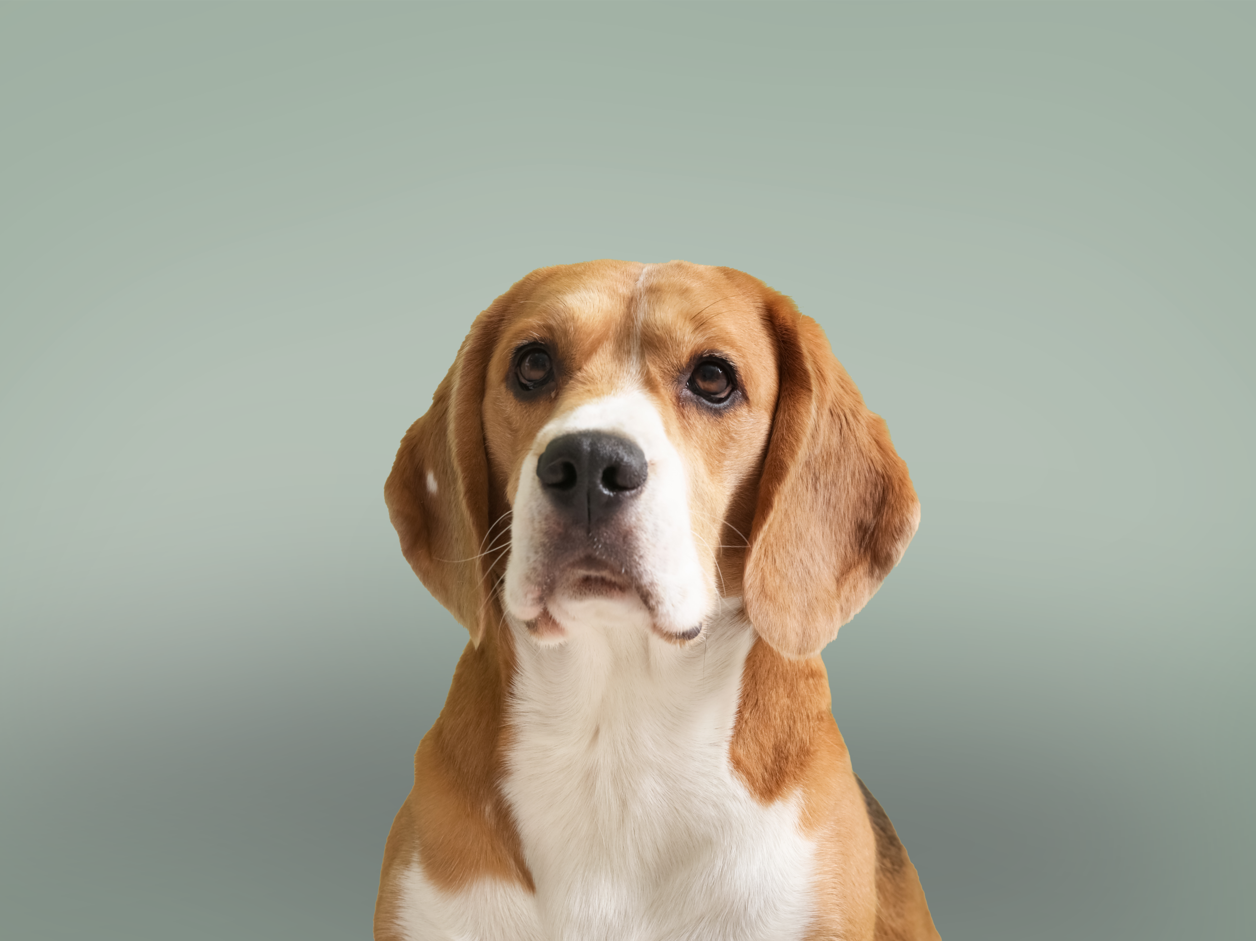 Primo piano di un Beagle. Lo sfondo è tinta unita verde.