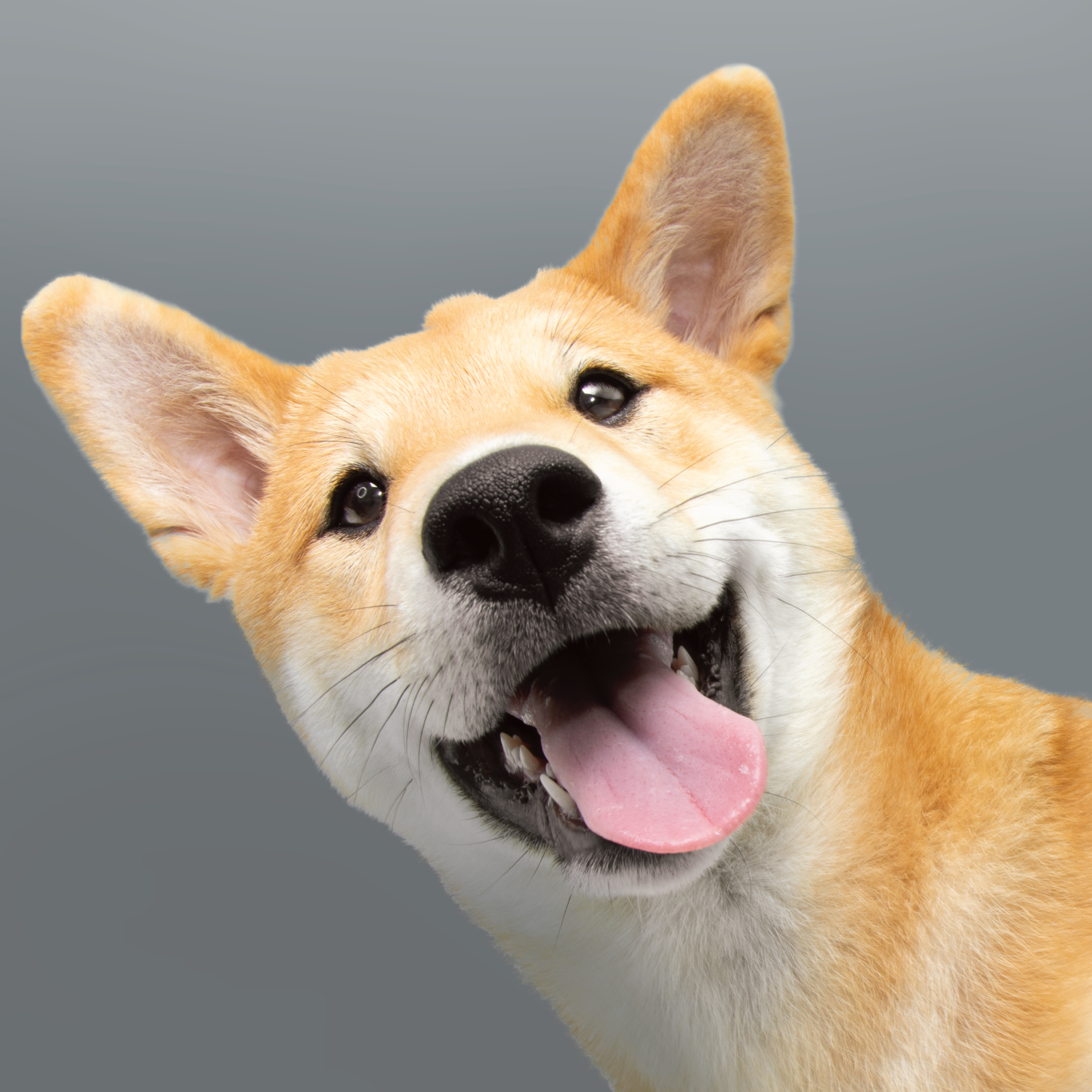 cane-nutrizione-dietologia-vetcenter-parma Uno Shiba in primo piano sorride con la lingua di fuori in camera. Lo sfondo รจ tinta unita grigio