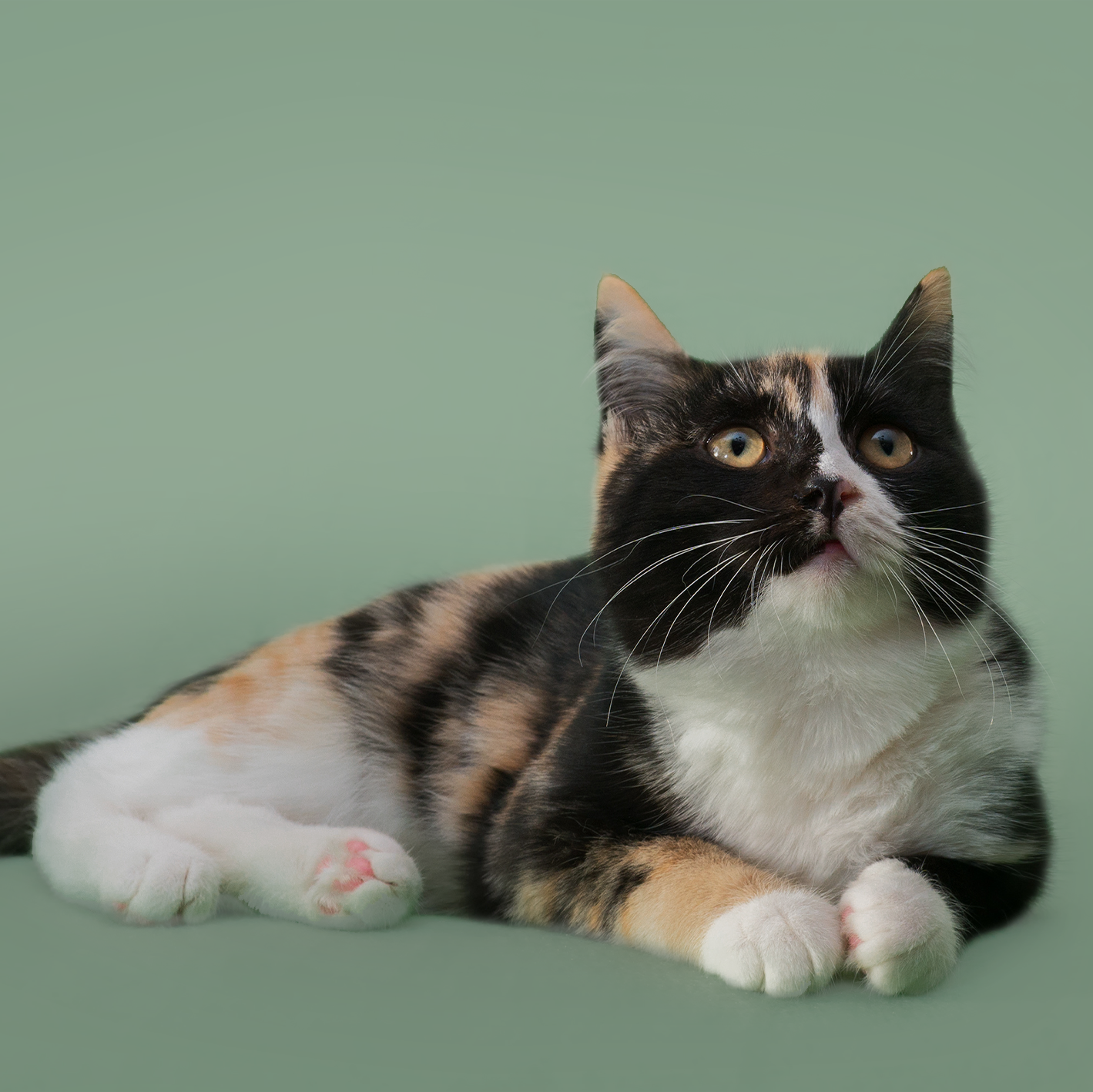 chirurgia-mininvasiva-gatto-vetcenter-parma Un gatto bianco, nero e arancione disteso guarda verso l'alto. Lo sfondo è tinta unita verde.