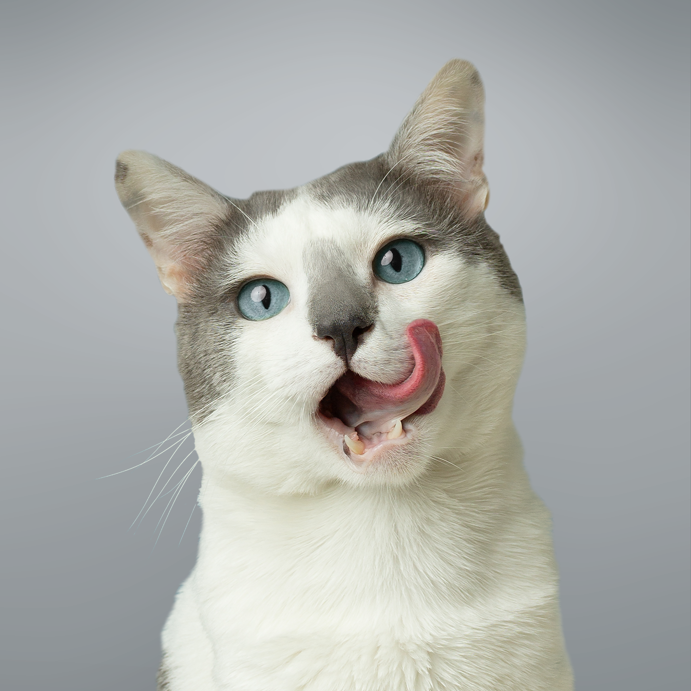 chirurgia-mininvasiva-vetcenter-parma Primo piano di un gatto bianco e grigio con gli occhi azzurri. Ha la lingua fuori e si lecca i baffi. Lo sfondo è tinta unita grigio