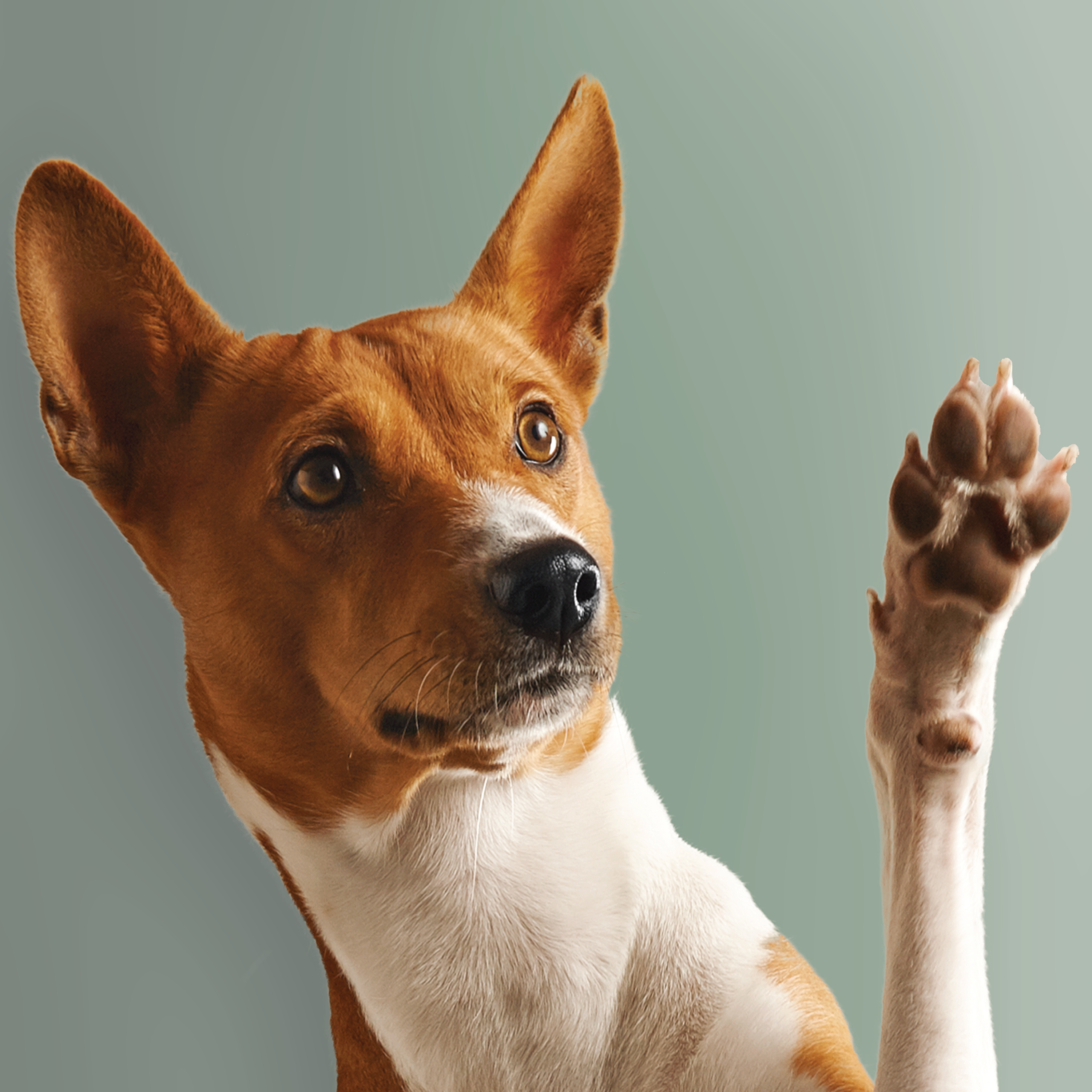 dermatologia-veterinaria-cane-vetcenter-parma Un cane bianco e nocciola in primo piano alza la zampa per salutare. Lo sfondo è tinta unita verde