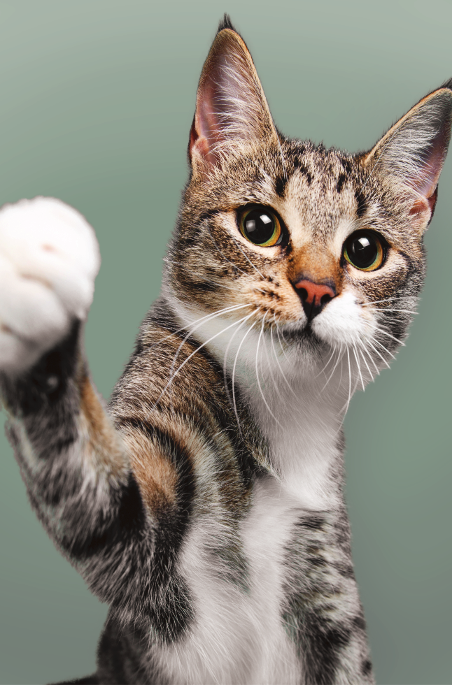 dermatologia-veterinaria-gatto-vetcenter-parma Un gatto tigrato in primo piano alza la zampa per salutare. Lo sfondo è tinta unita verde