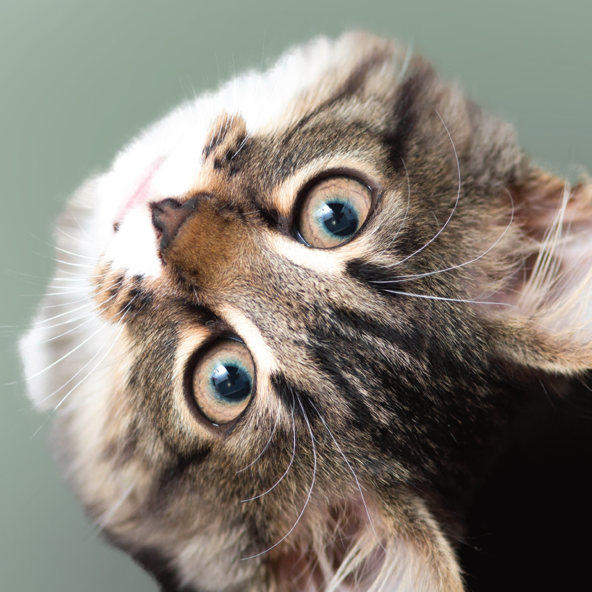 gastroenterologia-veterinaria-vetcenter-parma Primo piano aereo di un gatto tigrato che guarda in camera alzando la testa in alto. Lo sfondo è tinta unita verde