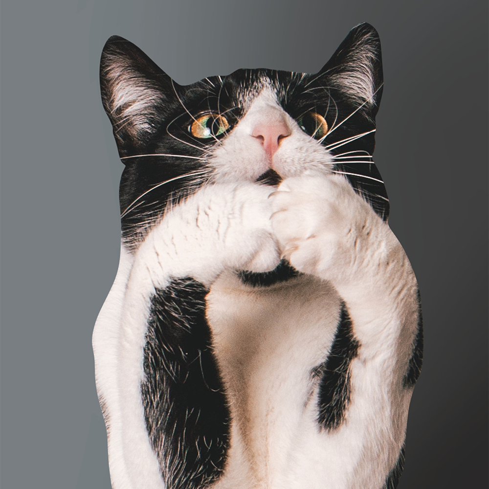gatto-bianco-nero-risonanza-magnetica-vetcenter In primo piano un gatto bianco e nero si lecca le zampe. Lo sfondo è tinta unita grigio
