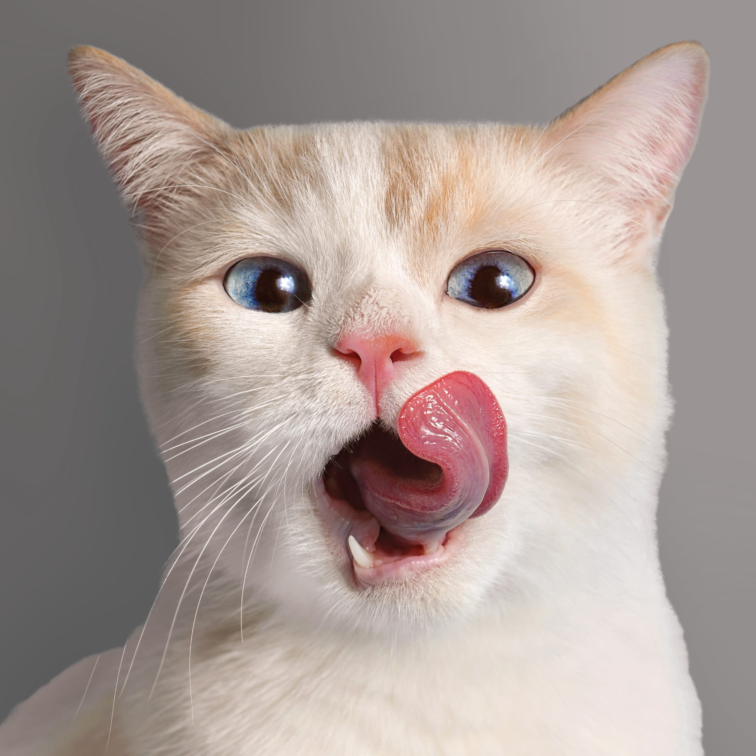 gatto-nutrizione-dietologia-vetcenter-parma Primo piano del volto di un gatto bianco mentre si lecca i baffi. Lo sfondo รจ tinta unita grigio.