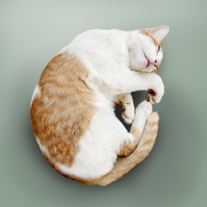 Un gatto bianco e arancione visto dall'alto dorme arrotolato su se stesso. Lo sfondo è tinta unita verde