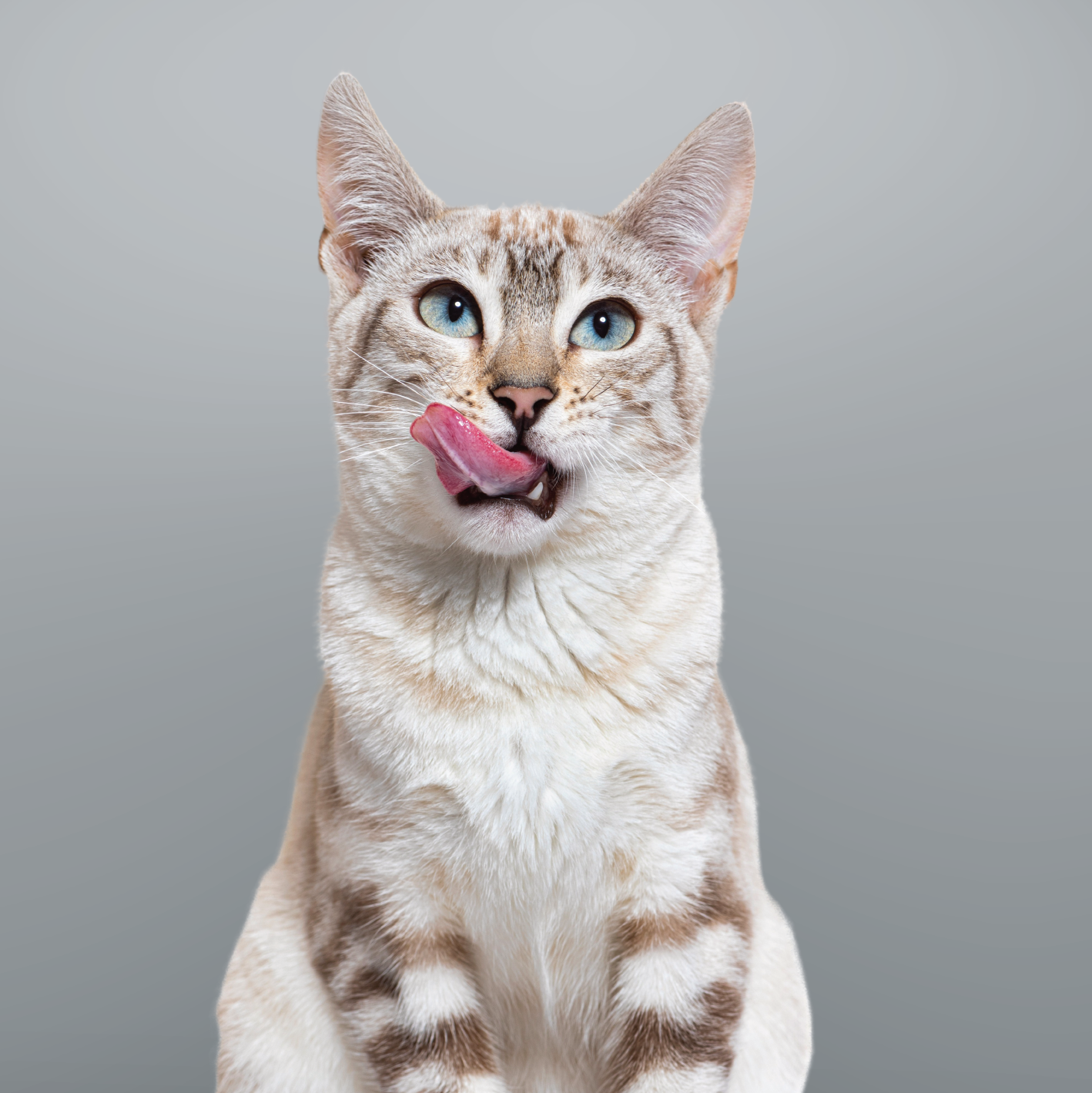 tac-gatto-vetcenter-parma.png Primo piano di un gatto tigrato con gli occhi azzurri. Ha la lingua fuori e si lecca i baffi. Lo sfondo è tinta unita grigio