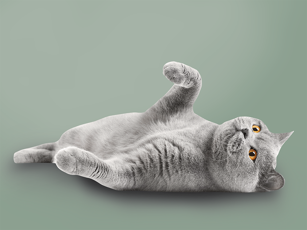 tac-veterinaria-vetcneter-parma Un gatto grigio disteso a pancia in su con una zampa alzata. Lo sfondo è tinta unita verde