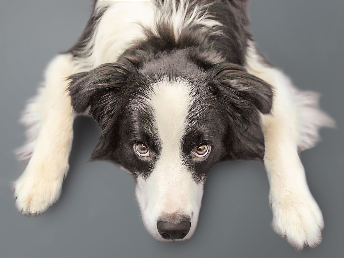pronto-soccorso-veterinario-cane Un Border Collie sdraiato che guarda intensamente l'obiettivo, possibile paziente per emergenze veterinarie.