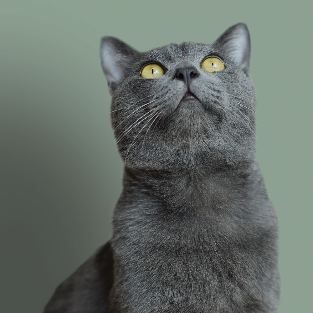 pronto-soccorso-veterinario-gatto Un gatto grigio in primo piano guarda in alto, lo sfondo è tinta unita verde